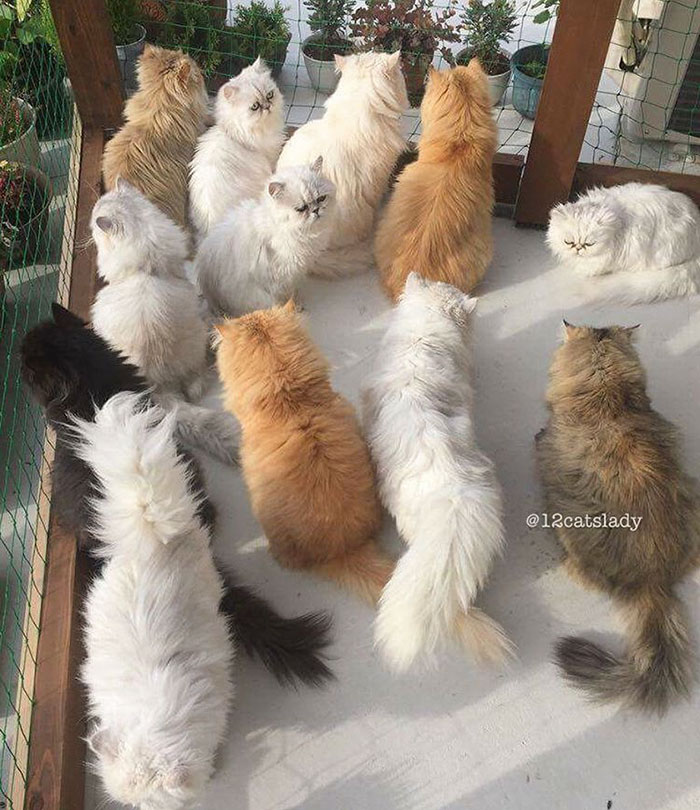 duena-12-gatos-persas-instagram-japon (5)