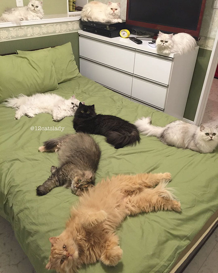 duena-12-gatos-persas-instagram-japon (6)