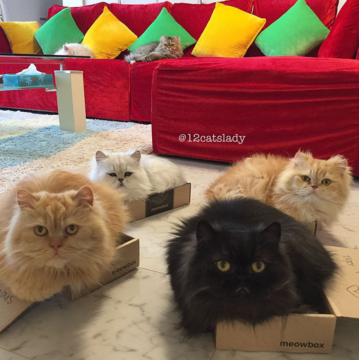 duena-12-gatos-persas-instagram-japon (7)