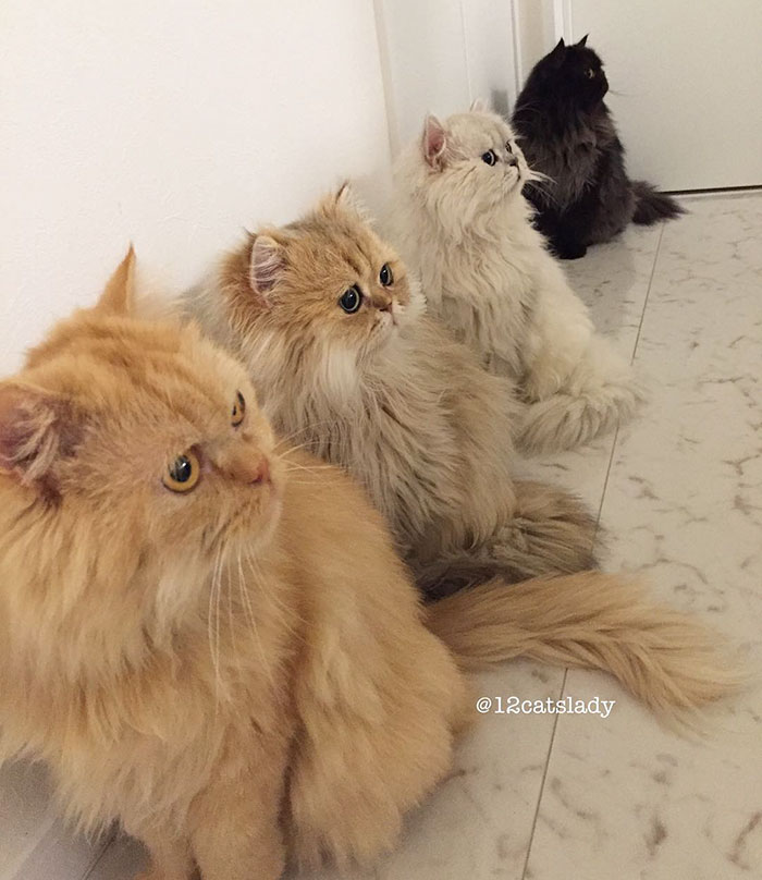 duena-12-gatos-persas-instagram-japon (8)