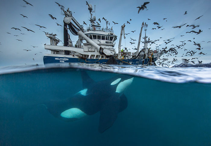 Finalistas a fotógrafo de fauna salvaje del año 2016