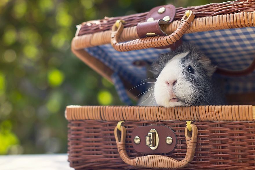 fotos-mascotas-cobaya-mieps (10)