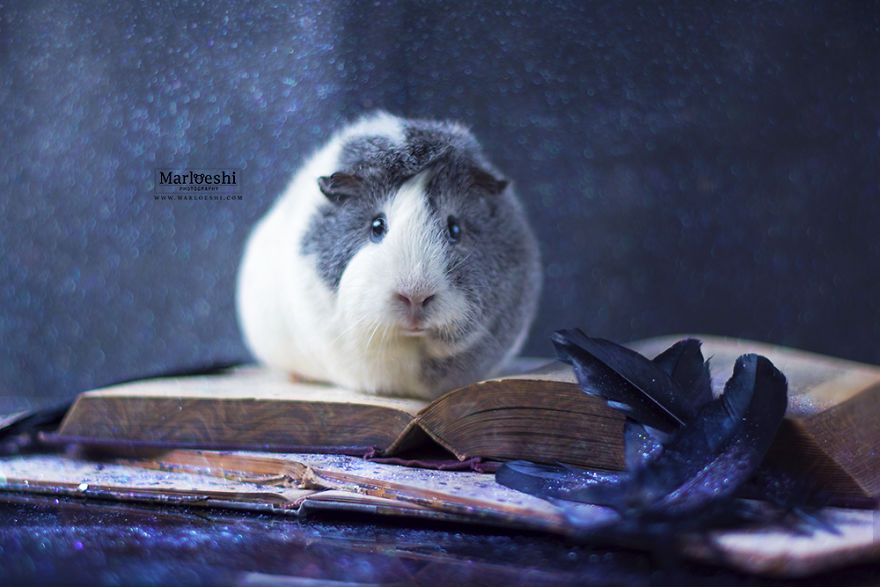 fotos-mascotas-cobaya-mieps (13)