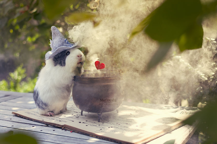 fotos-mascotas-cobaya-mieps (2)