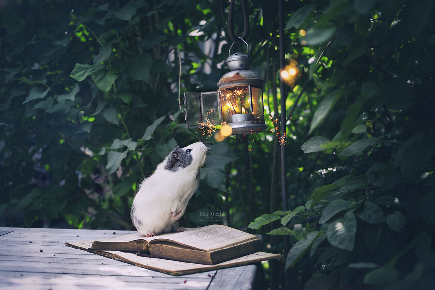 fotos-mascotas-cobaya-mieps (5)