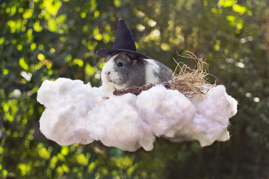 fotos-mascotas-cobaya-mieps (6)