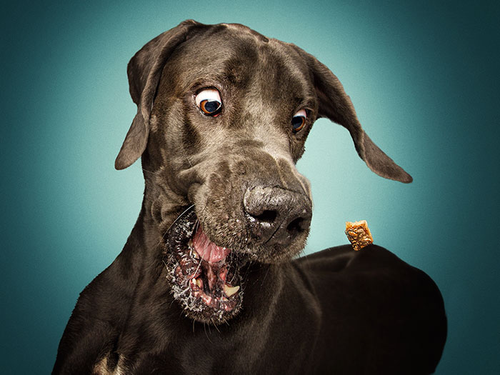 Este fotógrafo capta las divertidas expresiones de perros hambrientos al conseguir comida (2ª parte)