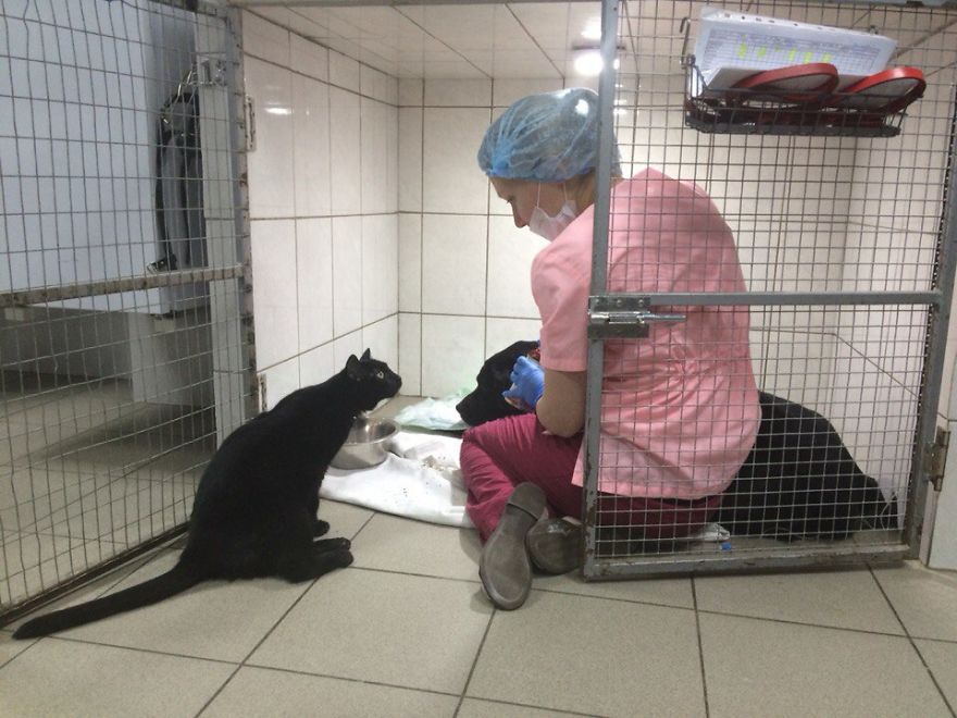 gato-paralitico-enfermero-lucifer-rusia (10)