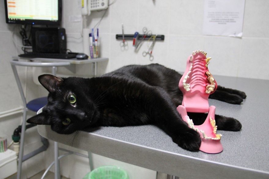 gato-paralitico-enfermero-lucifer-rusia (2)