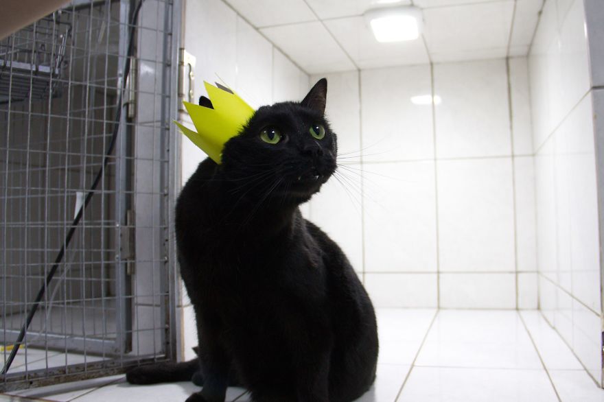 gato-paralitico-enfermero-lucifer-rusia (3)