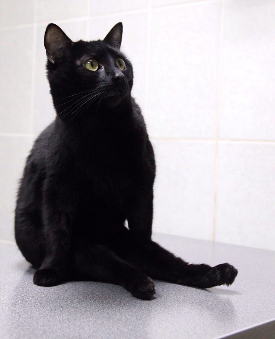 gato-paralitico-enfermero-lucifer-rusia (5)