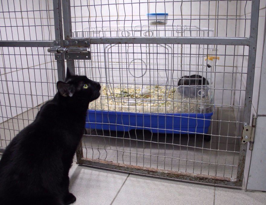 gato-paralitico-enfermero-lucifer-rusia (6)
