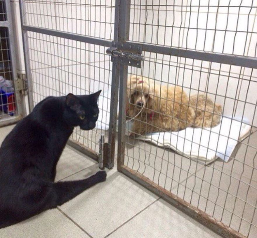 gato-paralitico-enfermero-lucifer-rusia (7)