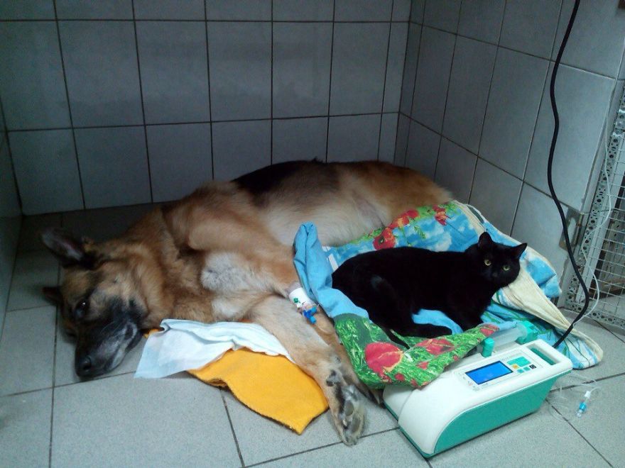 gato-paralitico-enfermero-lucifer-rusia (9)