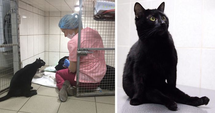 Este gato que no puede caminar se convierte en enfermero para ayudar a animales enfermos y salvar sus vidas