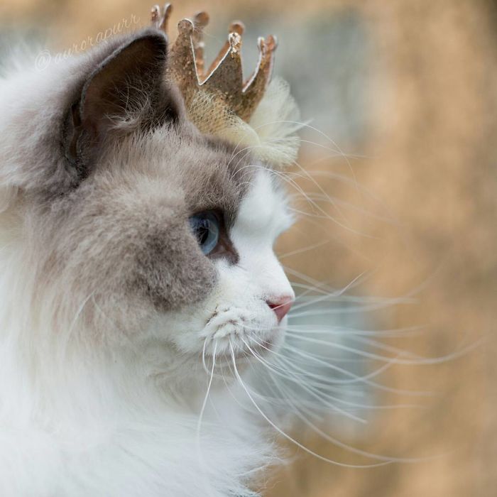 gato-princesa-aurora-instagram (1)