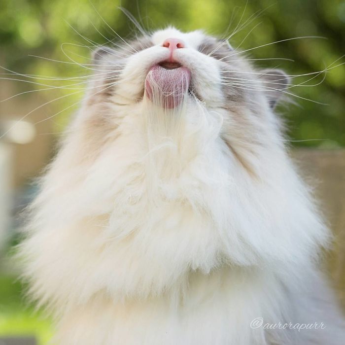 gato-princesa-aurora-instagram (10)