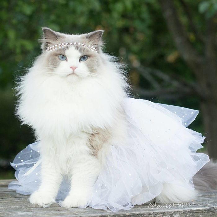 gato-princesa-aurora-instagram (7)