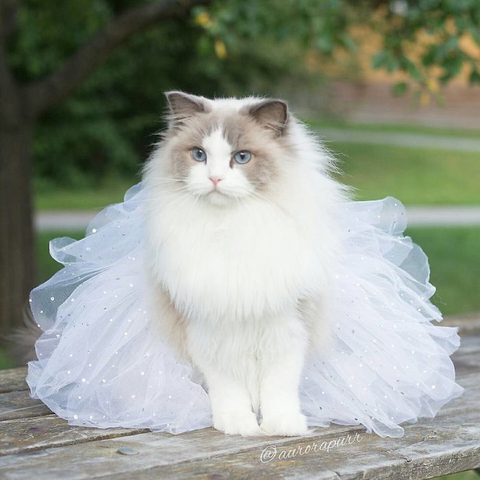 gato-princesa-aurora-instagram (8)