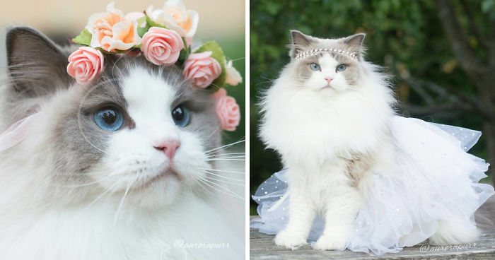 Esta es Aurora, una esponjosa princesa gatuna