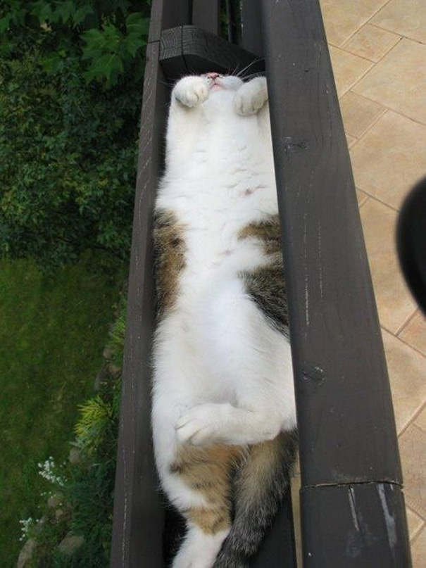 gatos-durmiendo-2 (11)