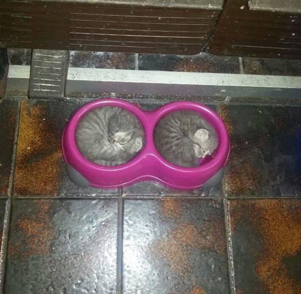 gatos-durmiendo-2 (14)