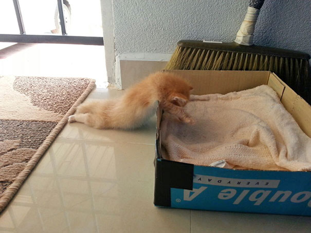 gatos-durmiendo-2 (15)