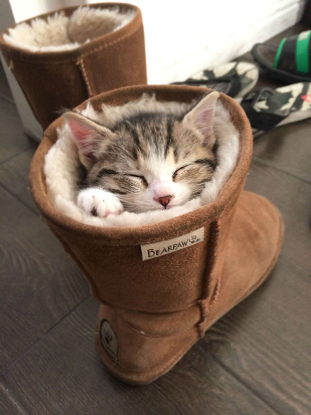 gatos-durmiendo-2 (2)