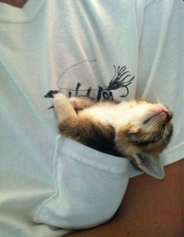 gatos-durmiendo-2 (4)