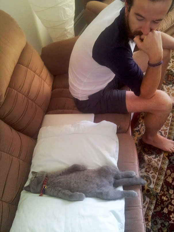 gatos-durmiendo-2 (7)