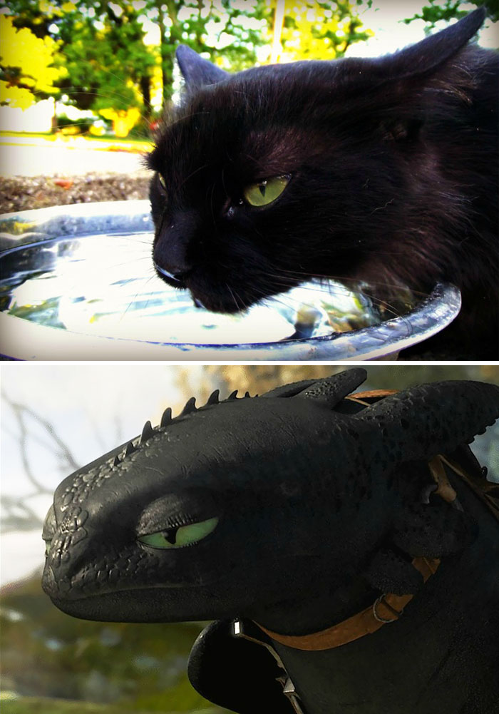 gatos-negros-parecidos-desdentado (10)