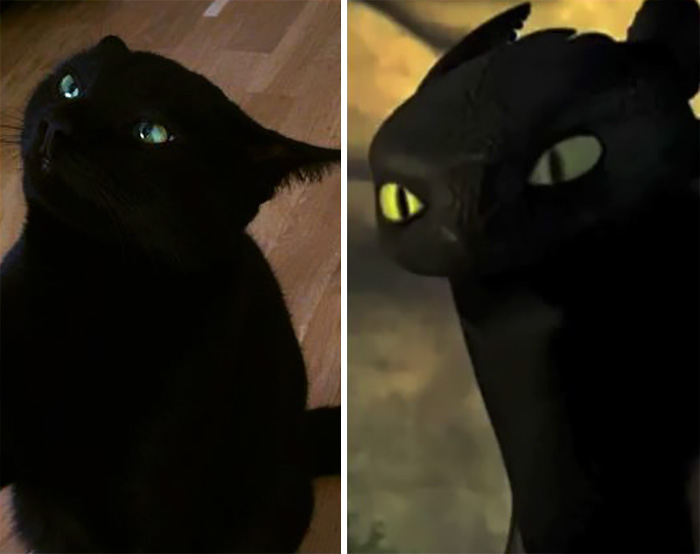 gatos-negros-parecidos-desdentado (4)
