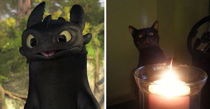 gatos-negros-parecidos-desdentado (6)