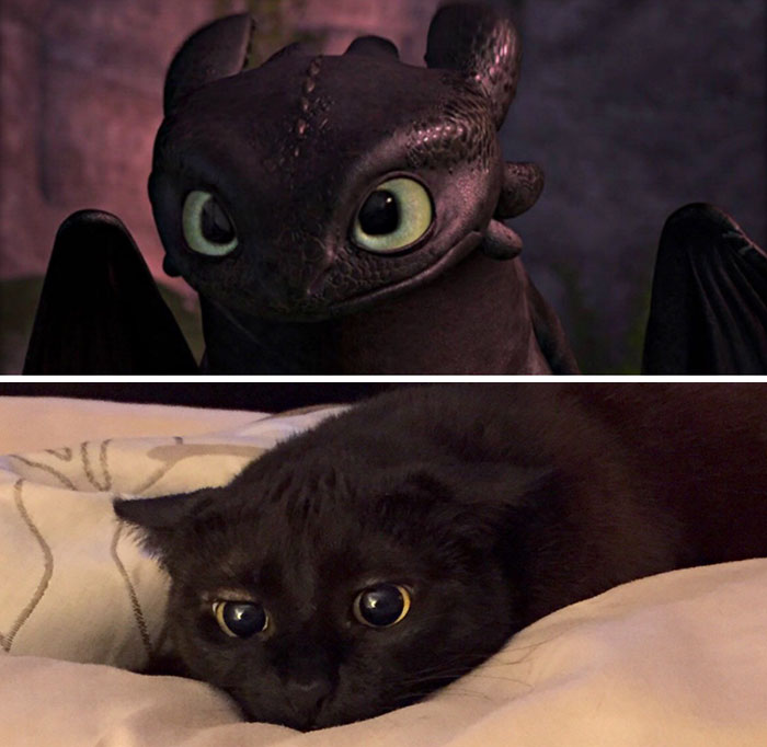 gatos-negros-parecidos-desdentado (7)