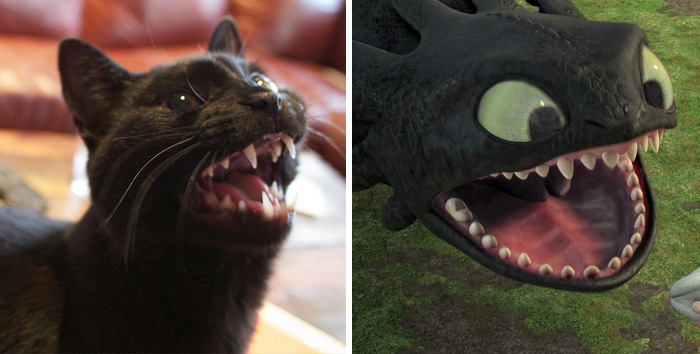 gatos-negros-parecidos-desdentado (9)