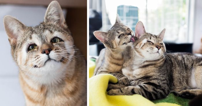 Estos gatos callejeros nacidos sin párpados son felices tras salvar su vista