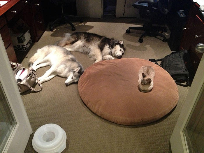 gatos-robando-cama-perros (1)