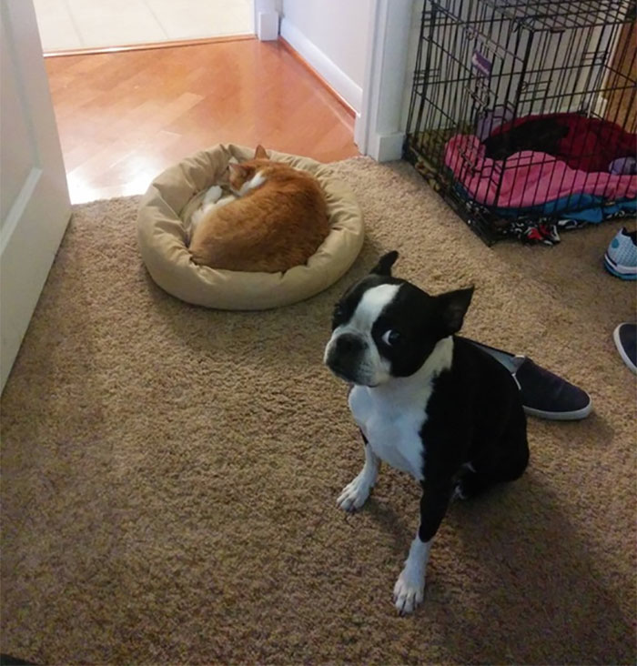 gatos-robando-cama-perros (2)