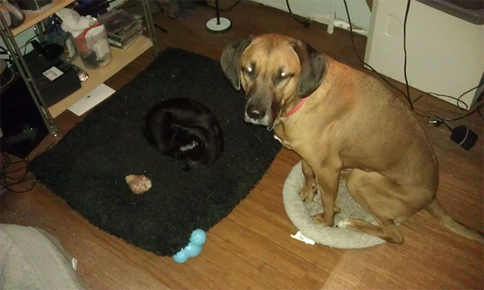 gatos-robando-cama-perros (3)