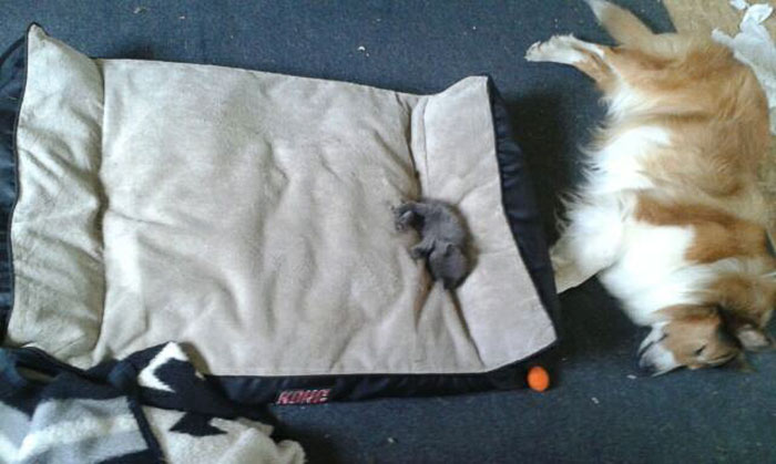 gatos-robando-cama-perros (4)
