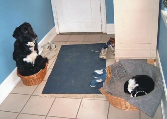 gatos-robando-cama-perros (5)