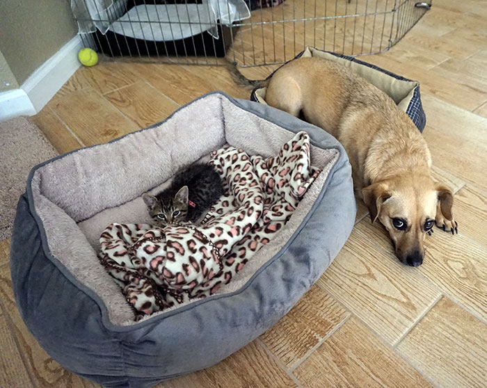 gatos-robando-cama-perros (6)