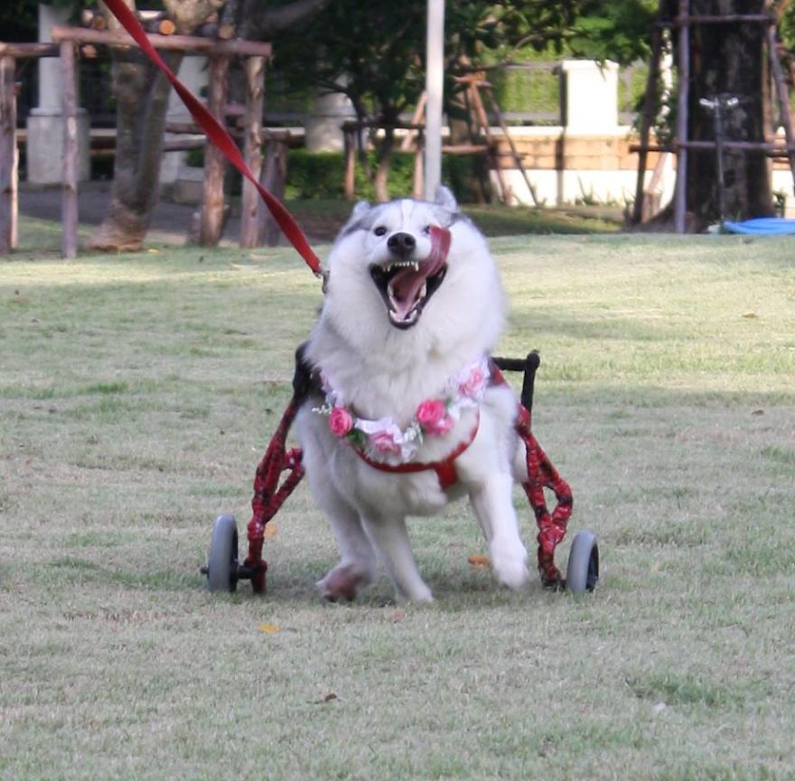 husky-maya-sin-garras-adoptada-kit-tailandia (1)