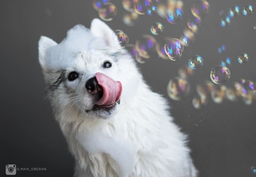 husky-maya-sin-garras-adoptada-kit-tailandia (11)