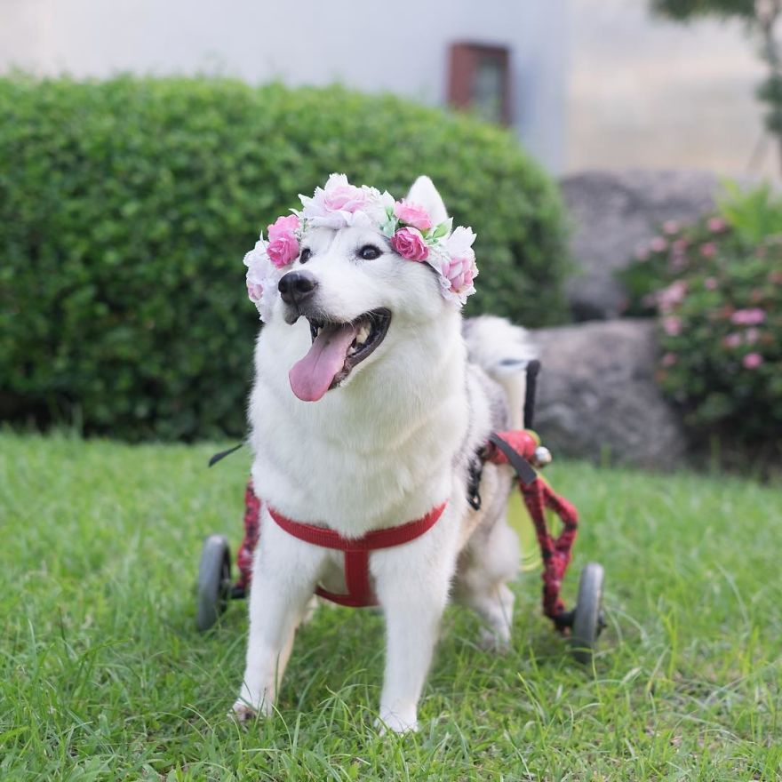 husky-maya-sin-garras-adoptada-kit-tailandia (12)
