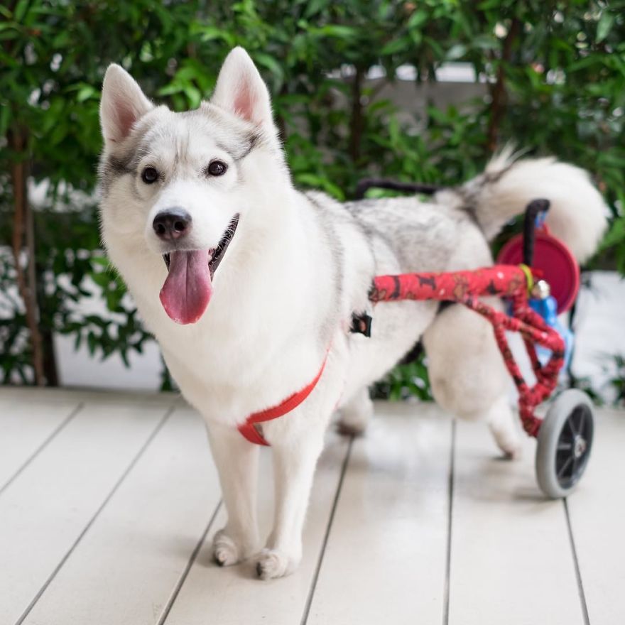 husky-maya-sin-garras-adoptada-kit-tailandia (2)