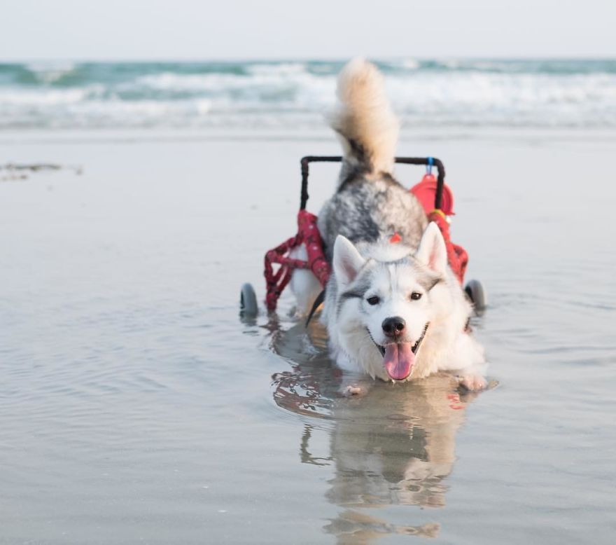 husky-maya-sin-garras-adoptada-kit-tailandia (3)