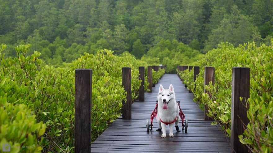 husky-maya-sin-garras-adoptada-kit-tailandia (4)