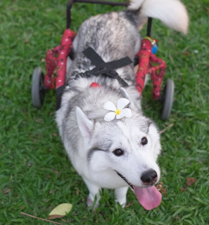 husky-maya-sin-garras-adoptada-kit-tailandia (5)