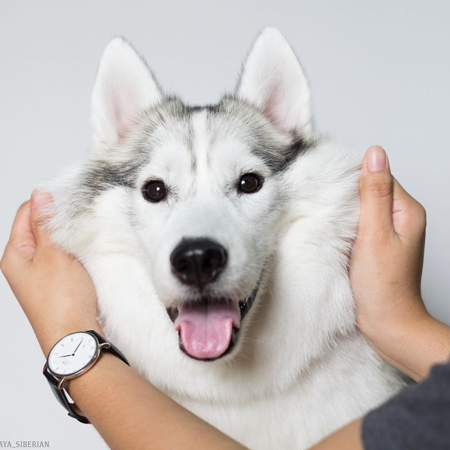 husky-maya-sin-garras-adoptada-kit-tailandia (6)